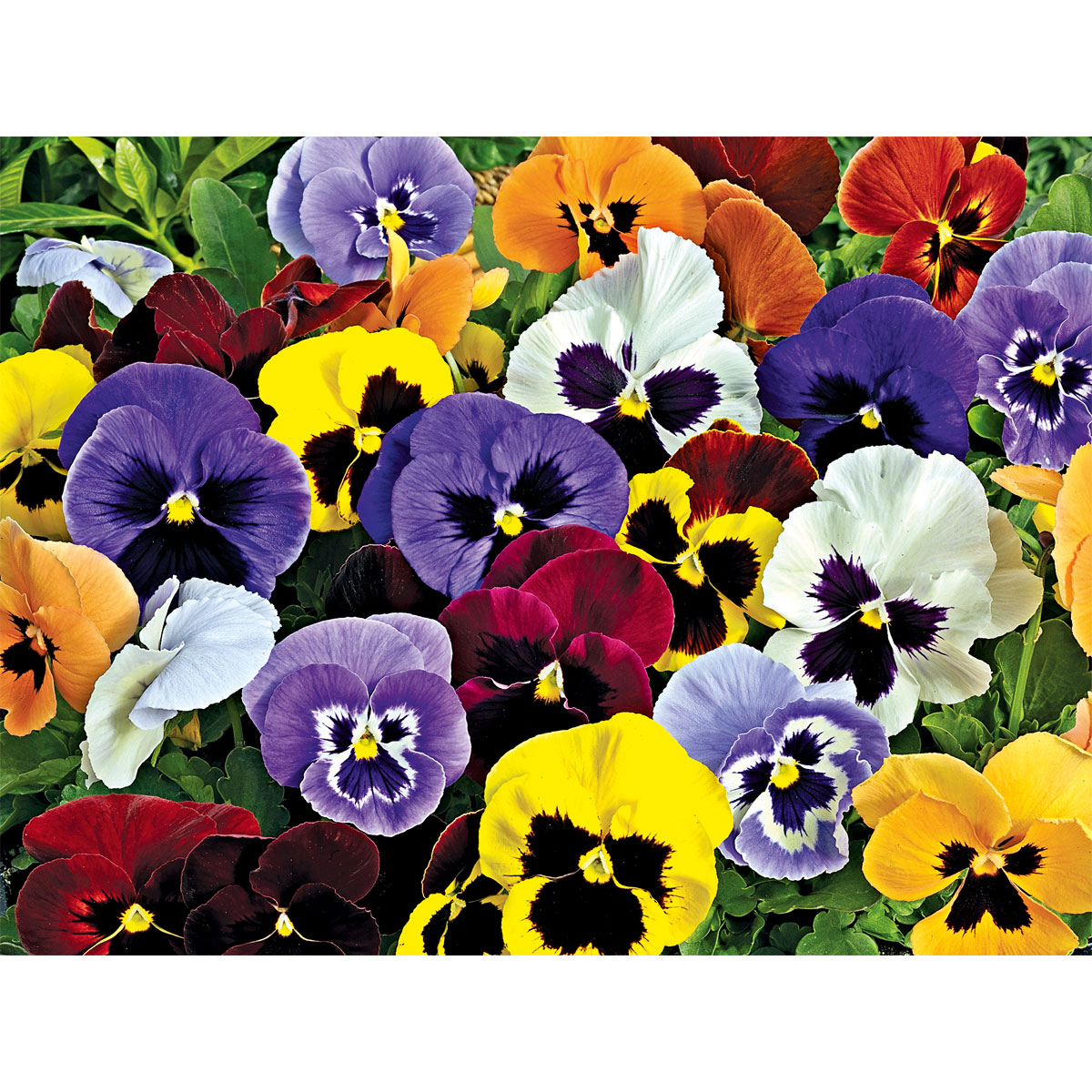 Plantiflor  Stiefmütterchen Viola 10e-Pack | 302546