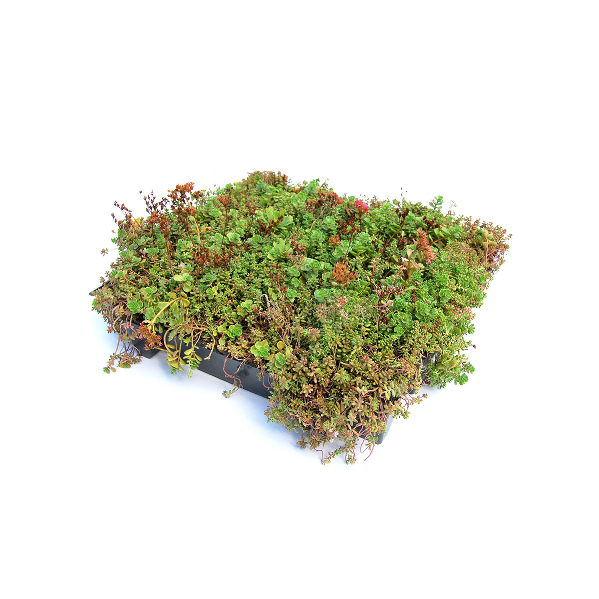 AboutGreen Gründachsystem Click und Go bis 15 Dachneigung 45 x 49,5 cm | 352823